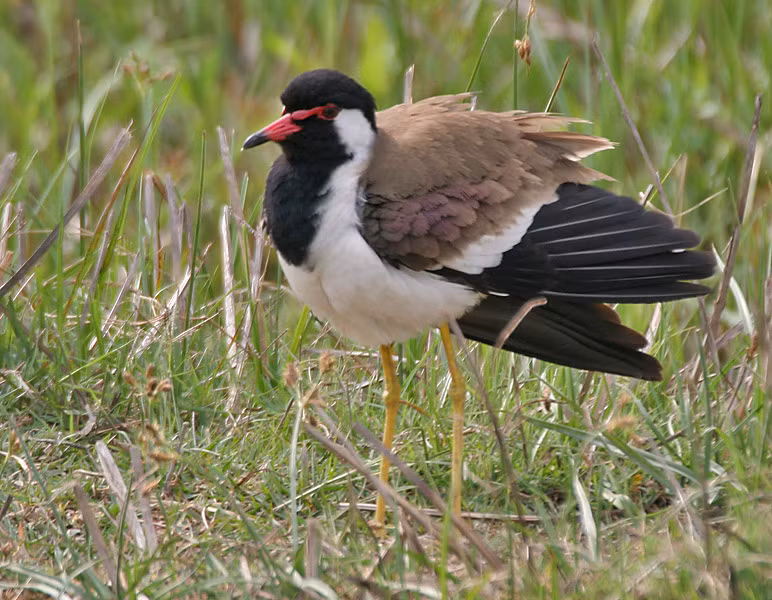 Chim te vặt sinh sản từ tháng 2 - tháng 6, mỗi lần đẻ 4 trứng, trứng có màu xám. Ảnh wikimedia. 