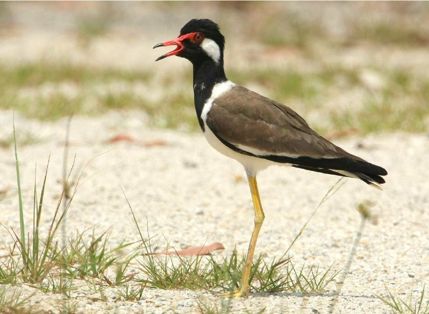 Phần lớn quần thể chim te vặt là loài sống định cư. Ảnh researchgate.