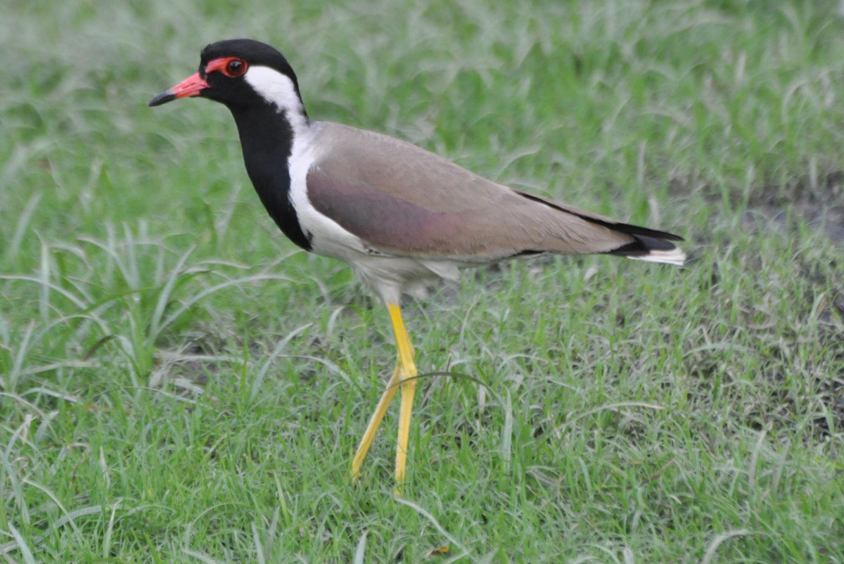 Trên thế giới, chim te vặt phân bố ở Iraq, Iran, Ả Rập, Thái Lan, Trung Quốc, Afghanistan, Pakistan, Ấn Độ... Ảnh blogspot.