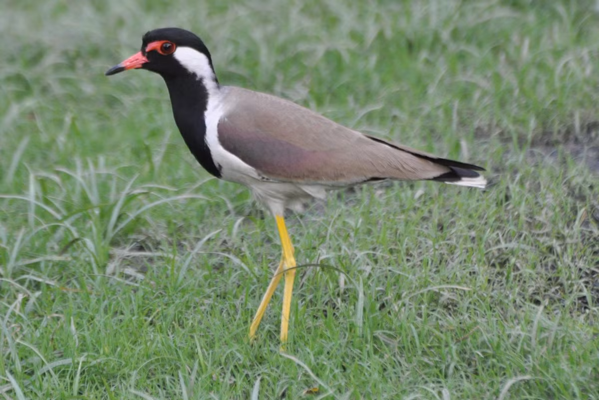 Trên thế giới, chim te vặt phân bố ở Iraq, Iran, Ả Rập, Thái Lan, Trung Quốc, Afghanistan, Pakistan, Ấn Độ... Ảnh blogspot.