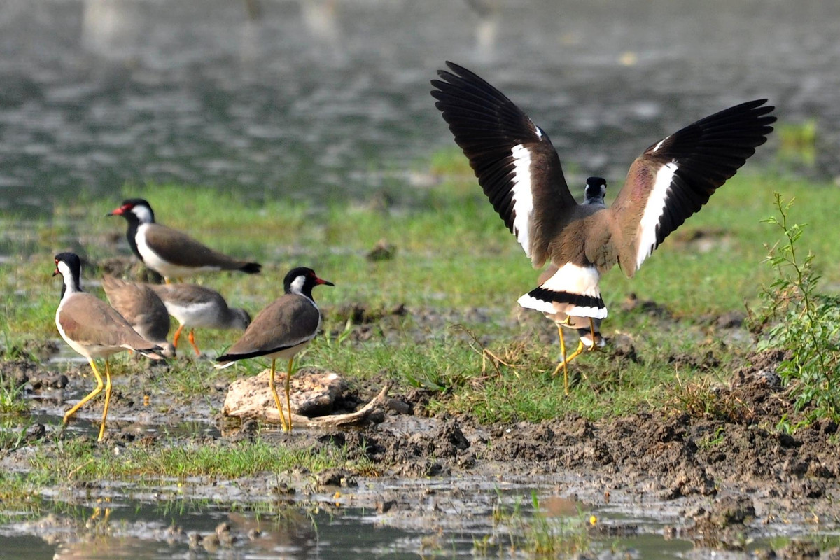 Te vặt trưởng thành có đầu, cổ và ngực trên màu đen tương phản với màu trắng ở phần dưới cơ thể và vệt trắng chạy từ dưới mắt xuống hai bên cổ. Mỏ đỏ, chóp mỏ màu đen. Ảnh hbw.