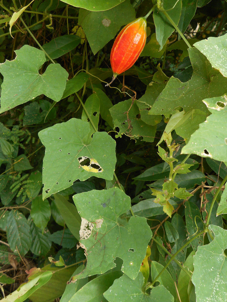 Ngoài ra, người ta còn sử dụng dây cứt quạ để thanh lọc nước giếng do nó có tác dụng trung hòa nước bị nhiễm độc. Ảnh staticflickr.