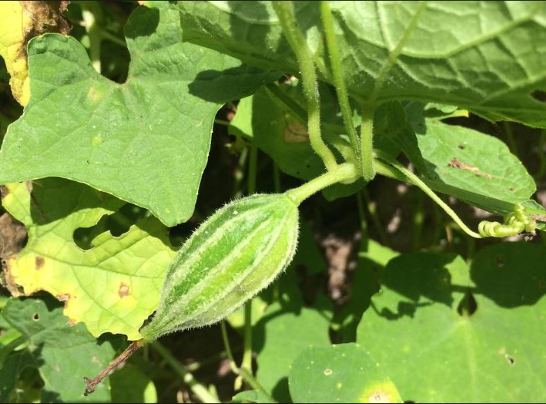 Ở nước ta, dây cứt quạ mọc nhiều ở khắp miền nam và trên cao nguyên, từ vùng thấp đến vùng cao 1000m. Ảnh rongbay.