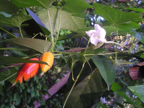 Dây cứt quạ có lá gần giống lá mướp, hoa màu trắng, quả có nhiều lông với các khía phân cách rõ ràng. Ảnh staticflickr.