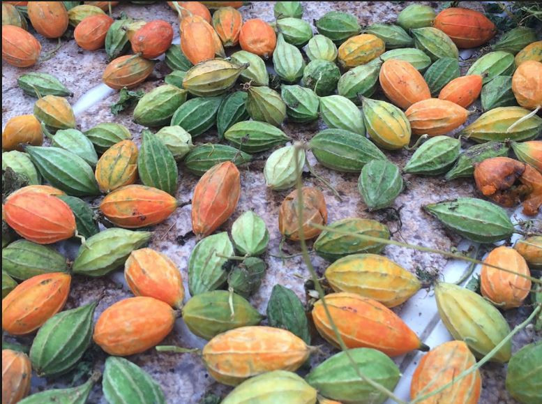 Các bộ phận của dây cứt quạ được sử dụng trong y học. Ở Ấn Độ, người ta dùng tất cả bộ phận cây và phối hợp với những vị thuốc khác để chế tạo thuốc chữa trị cho phụ nữ sinh đẻ uống. Ảnh Mudaru.