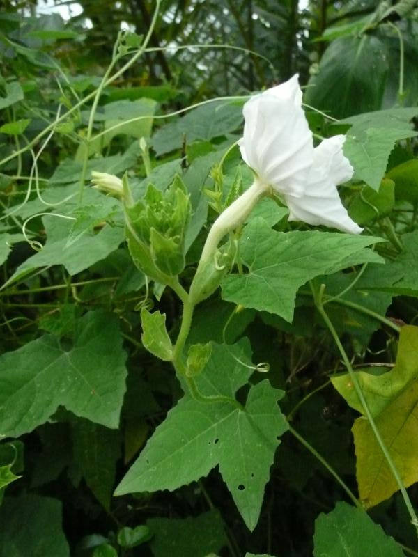 Đọt của dây cứt quạ dùng để xào hoặc nấu canh. Trong khi đó, quả non cũng có thể luộc ăn được. Ảnh staticflickr.