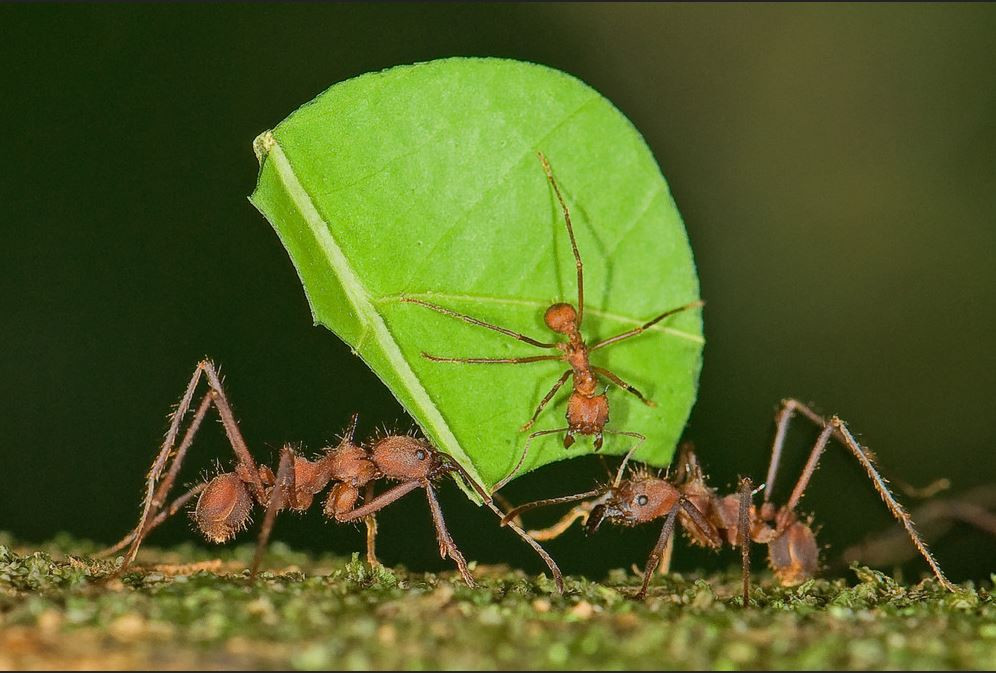 Kiến cắt lá có thể làm tổ rộng đến hàng trăm m2. Chúng thích xây tổ trong các tổ đất cát hay mùn thoát nước tốt. Ảnh fotocommunity.