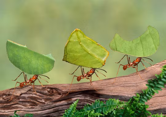  Kiến cắt lá là loài kiến xuất hiện nhiều ở miền Đông và miền Trung bang Texas nước Mỹ. Loài kiến này được xem là một dịch hại cho nền nông nghiệp. Ảnh pestcarepro.