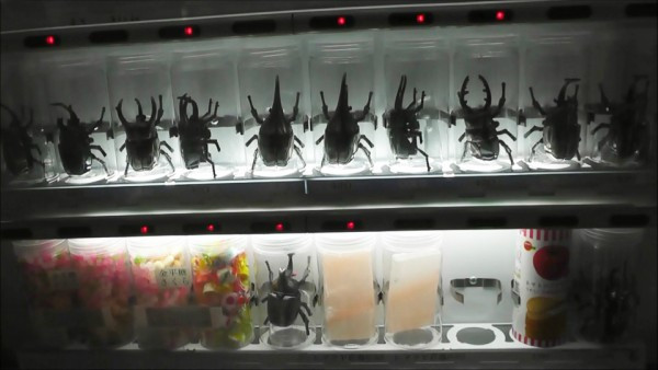 Bọ hung sừng chữ Y - một loài vật được xem là mang lại may mắn và là vật nuôi yêu thích ở Nhật được bày bán trong các máy bán hàng tự động rất phổ biến. Món đồ độc lạ này khiến ai cũng phải bất ngờ. Ảnh oddee.