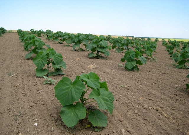 Ở Việt Nam, cây Kiri còn được biết đến với tên gọi khác là cây hông. Tên gọi này xuất phát từ việc đồng bào các tỉnh phía Bắc dùng gỗ cây này làm chõ hông xôi. Ảnh blogspot.