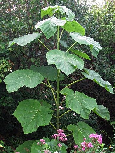 Cây Kiri là một trong những loài cây lớn nhanh nhất thế giới với sức sống rất mãnh liệt. Ảnh over-blog.