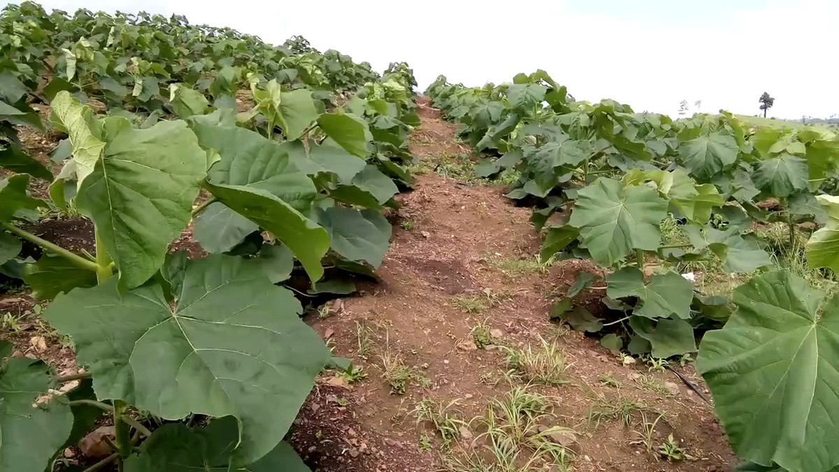 Gỗ cây Kiri được sử dụng để làm tủ, hộp và guốc, sản xuất than củi, vỏ được làm thành thuốc nhuộm trong khi lá được sử dụng để điều chế thuốc trừ sâu. Ảnh ytimg.