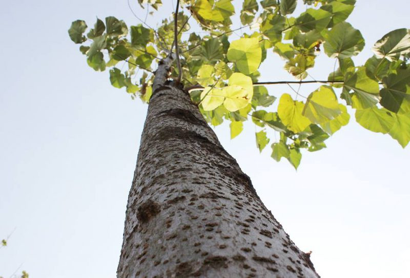 Ở nước ta, cây Kiri phân bổ trong rừng tự nhiên tại một số tỉnh phía Bắc giáp với biên giới Trung Quốc. Ảnh baovemoitruong.