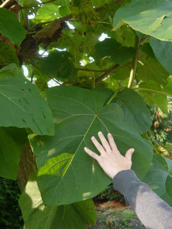 Thậm chí, cây Kiri có thể sống tốt ở những môi trường ô nhiễm và cải tạo chính mảnh đất bị ô nhiễm đó. Ảnh baumschule-newgarden.