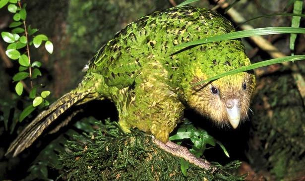 Vẹt Kakapo còn có tên gọi khác là cú đêm hay cú vẹt. Đây là loài vẹt duy nhất trên thế giới không biết bay và sinh hoạt theo chế độ đa thê. Ảnh khoahoc.