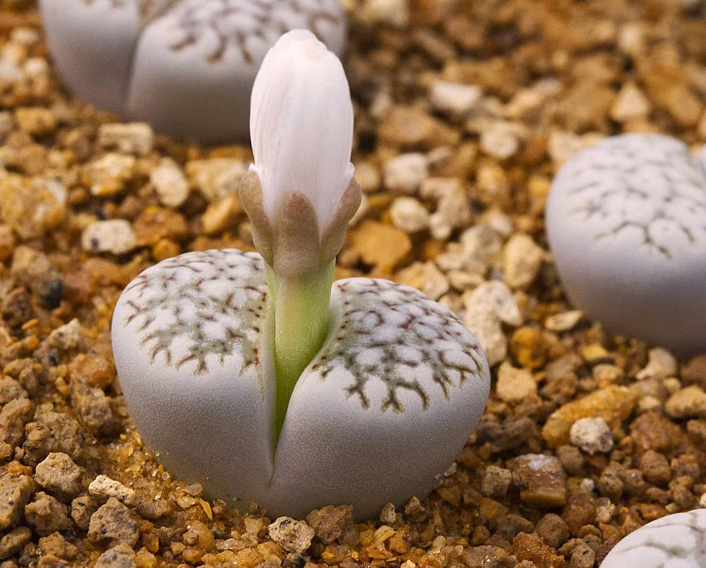 Các lá của cây thạch lan dày và ở giữa khe lá có chất giúp nuôi dưỡng hoa. Các lá cây sẽ khép lại, héo và thay lá dần vào mùa xuân. Ảnh Flickr. 