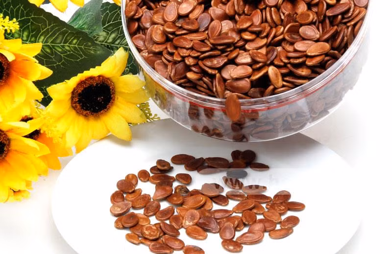 Loại dưa hấu được chọn để trồng lấy hạt thường là loại dưa hấu rộng ruột nhưng có nhiều hạt. Ảnh Kenhphunu.