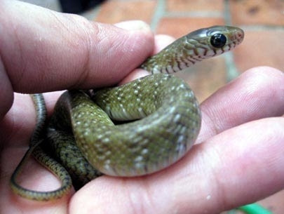 Rắn rào trâu, long thừa, rắn hổ trâu, rắn hổ dện là những tên gọi khác của rắn hổ hèo. Ảnh kythuatnuoitrong.