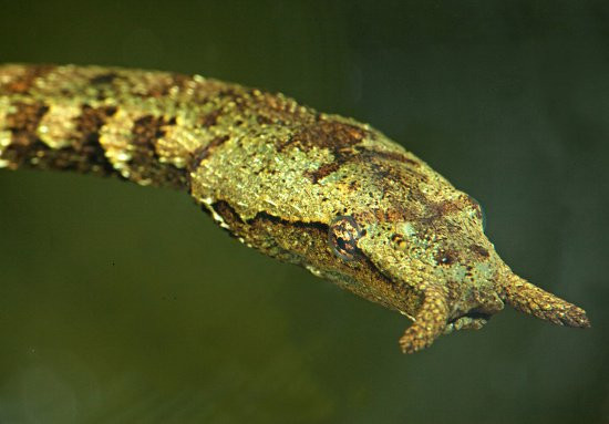 Ở nước ta, rắn xúc tu có ở Tây Ninh, Long An (Tân Thạnh, Long An), Sông Bé (Thủ dầu Một), Kiên Giang (Hà Tiên). Ảnh khoahoc.