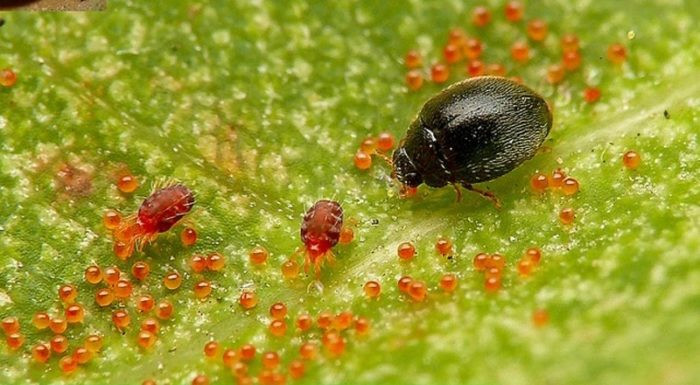 Nhện cái đẻ trung bình từ 40-80 trứng, thậm chí có thể lên tới 100 trứng. Ảnh thegioihoahong.