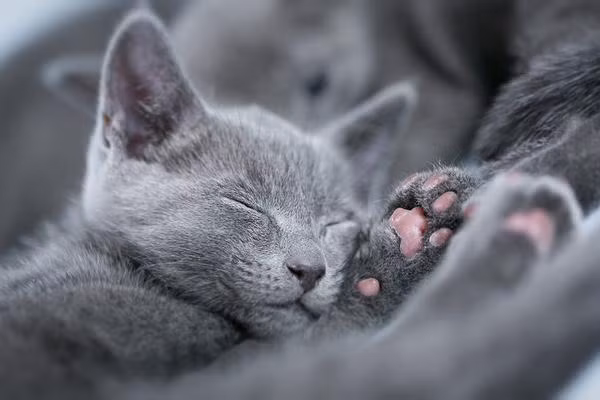 Mèo Nga mắt xanh khá nhút nhát với người lạ. Ảnh shopify.