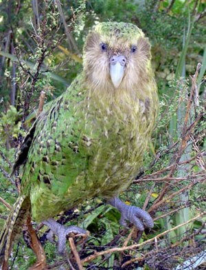 Vẹt Kakapo có thói quen “đóng băng” một chỗ khi nó sợ hãi. Ảnh wikimedia.