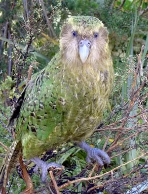 Vẹt Kakapo có thói quen “đóng băng” một chỗ khi nó sợ hãi. Ảnh wikimedia.