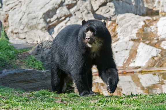  Gấu Andes xây tổ ở trên cây. Ảnh vnsharing.