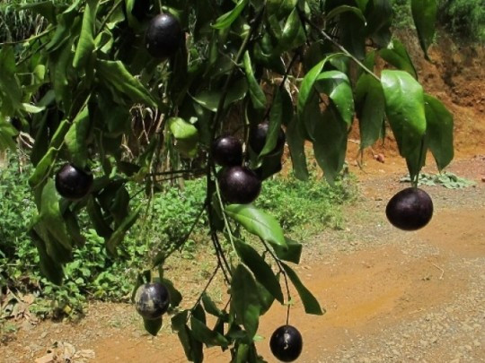 Quả hồng trầu chín vào thời gian tháng 6, 7, 8 hằng năm. Ảnh phunuvietnam.