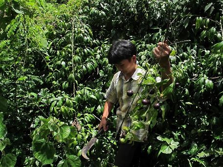 Độc tố có trong nhân hạt của quả hồng trầu là alcaloid. Chất độc này tác động chủ yếu lên tế bào cơ tim và gây phù phổi cấp. Ảnh healthplus.