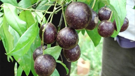 Ở nước ta đã ghi nhận trường hợp người chết vì ăn nhầm phải quả hồng trầu có độc. Ảnh songkhoe.