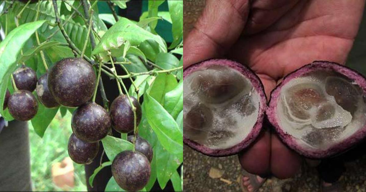 Điều đáng nói là hiện nay vẫn không có thuốc điều trị đặc hiệu khi bị ngộ độc hồng trầu. Ảnh antoanthucphamhd.