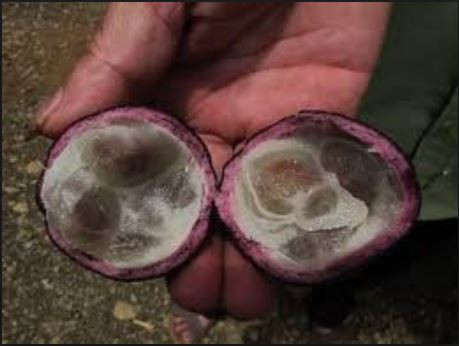 Bên trong quả hồng trầu có từ 4 - 6 hạt. Các hạt này được bao bọc bởi một lớp cùi màu trắng đục, nhiều nước và mềm. Ảnh antoanthucphamhd.