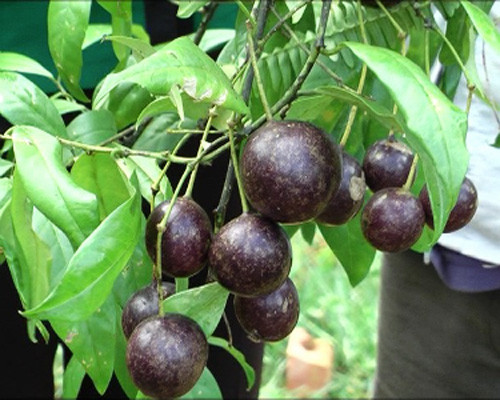  Quả hồng trầu có tên khoa học là Capparis versicolor Griff, đây là một loại quả có độc, tuy nhiên chưa có các nghiên cứu chi tiết về độc tính của nó. Ảnh yeutretho.