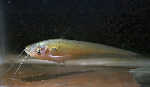 Cá trèn bầu được chế biến thành nhiều món ăn ngon hấp dẫn nhưng ngon nhất vẫn là cá trèn bầu kho. Ảnh scotcat.