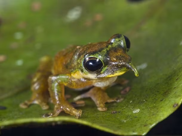  Ếch Pinocchio có tên tiếng anh là Spike-Nosed Tree Fog. Nó sở hữu cái mũi dài giống như cậu bé người gỗ Pinocchio. Ảnh photorator.