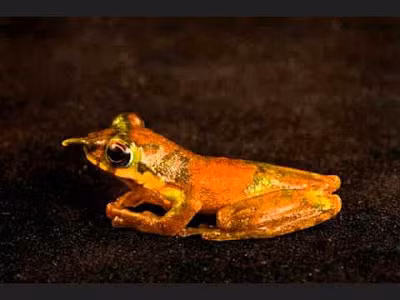 Chiếc mũi của ếch Pinocchio rất đặc biệt: khi nó kêu, chiếc mũi dài của nó sẽ hướng lên trên, còn khi nó không kêu, chiếc mũi sẽ xẹp lại. Ảnh blogspot.