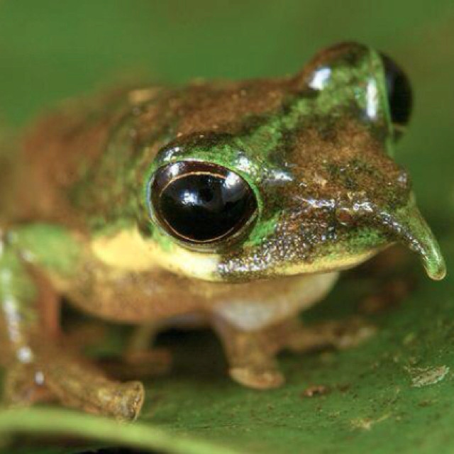 Ếch Pinocchio có kích thước nhỏ, sống chủ yếu trên cây và các tán lá. Ếch Pinocchio còn được biết đến với tên gọi khác là ếch mũi nhọn. Ảnh pinimg.