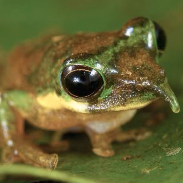 Ếch Pinocchio có kích thước nhỏ, sống chủ yếu trên cây và các tán lá. Ếch Pinocchio còn được biết đến với tên gọi khác là ếch mũi nhọn. Ảnh pinimg.