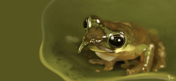 Được biết, một nhà khoa học có tên Paul Oliver của trường Đại học Adelaide của Úc chính là người đã phát hiện ra loài ếch Pinocchio này. Ảnh blogspot.