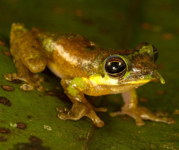 Ngoài ra, ếch Pinocchio đực có khả năng phóng to và kéo dài chiếc mũi của mình khi cố gắng thu hút một con ếch cái hoặc khi nó cảm nhận được nguy hiểm. Ảnh telegraph.