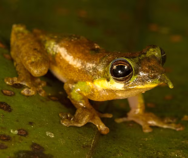 Ngoài ra, ếch Pinocchio đực có khả năng phóng to và kéo dài chiếc mũi của mình khi cố gắng thu hút một con ếch cái hoặc khi nó cảm nhận được nguy hiểm. Ảnh telegraph.