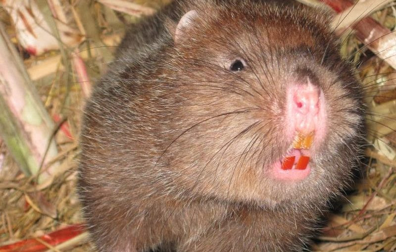 Con dúi có tai nhỏ, đuôi và chân ngắn có móng vuốt. Đặc biệt, dúi sở hữu những chiếc răng bén và khỏe đến mức có thể gặm được các loại gỗ. Ảnh farmtech.