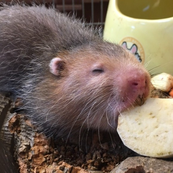 Một con dúi trưởng thành có chiều dài thân từ 25cm - 35cm và trọng lượng từ 0,5kg - 1,5 kg/con. Con dúi thường hay làm hang khá sâu từ 3m – 5m. Ảnh blogspot.