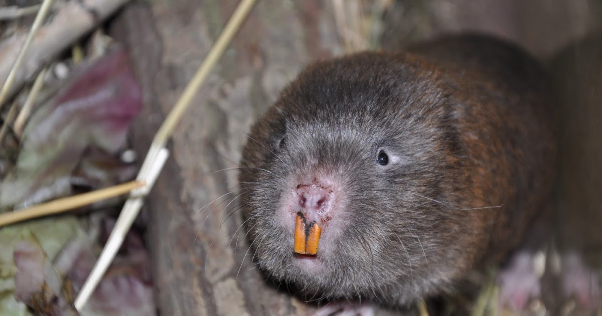 Dúi còn có nhiều tên gọi khác như chuột tre, chuột nứa, chuột lách... Dúi có 4 loài khác nhau đó là dúi nâu, dúi mốc nhỏ, dúi mốc lớn, dúi má vàng. Ảnh blogspot. 