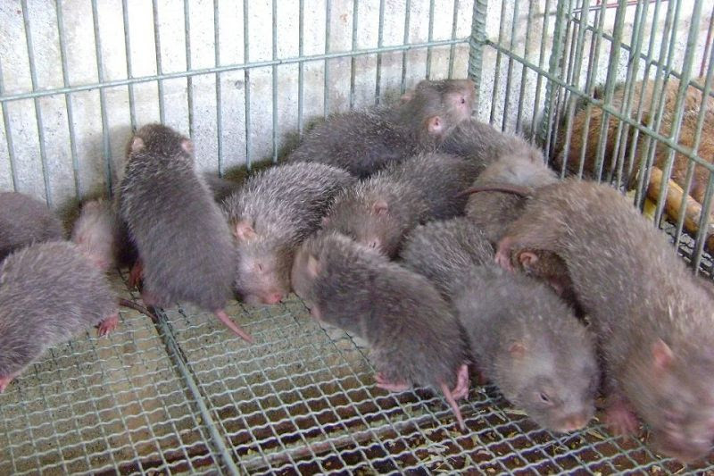 Ở Việt Nam, con dúi có ở nhiều nơi nhưng ngon nhất chỉ có thể là dúi ở các vùng dân tộc rừng núi Hòa Bình hay người Mường ở Phú Thọ. Ảnh googleusercontent.