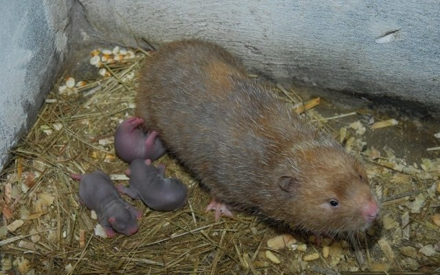 Dúi khá hung dữ. Bản tính của chúng là ăn đêm ngủ ngày. Ảnh wordpress.