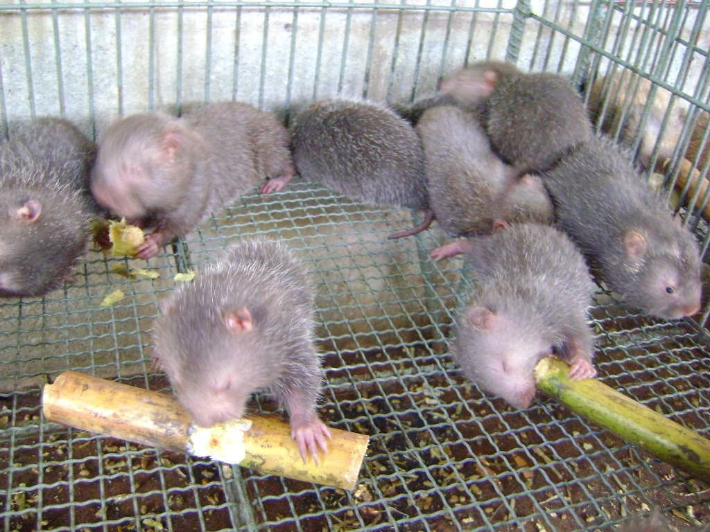 Dúi đẻ rất sai, một năm 4 lứa, mỗi lứa 3 – 6 con. Đến khi sinh sản, dúi cái thường đuổi dúi đực đi và đẻ một mình nuôi con. Ảnh baodautu.