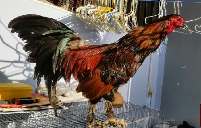 Gà vảy rồng mất từ 8 - 10 tháng để trưởng thành. Ảnh thegioidoco.