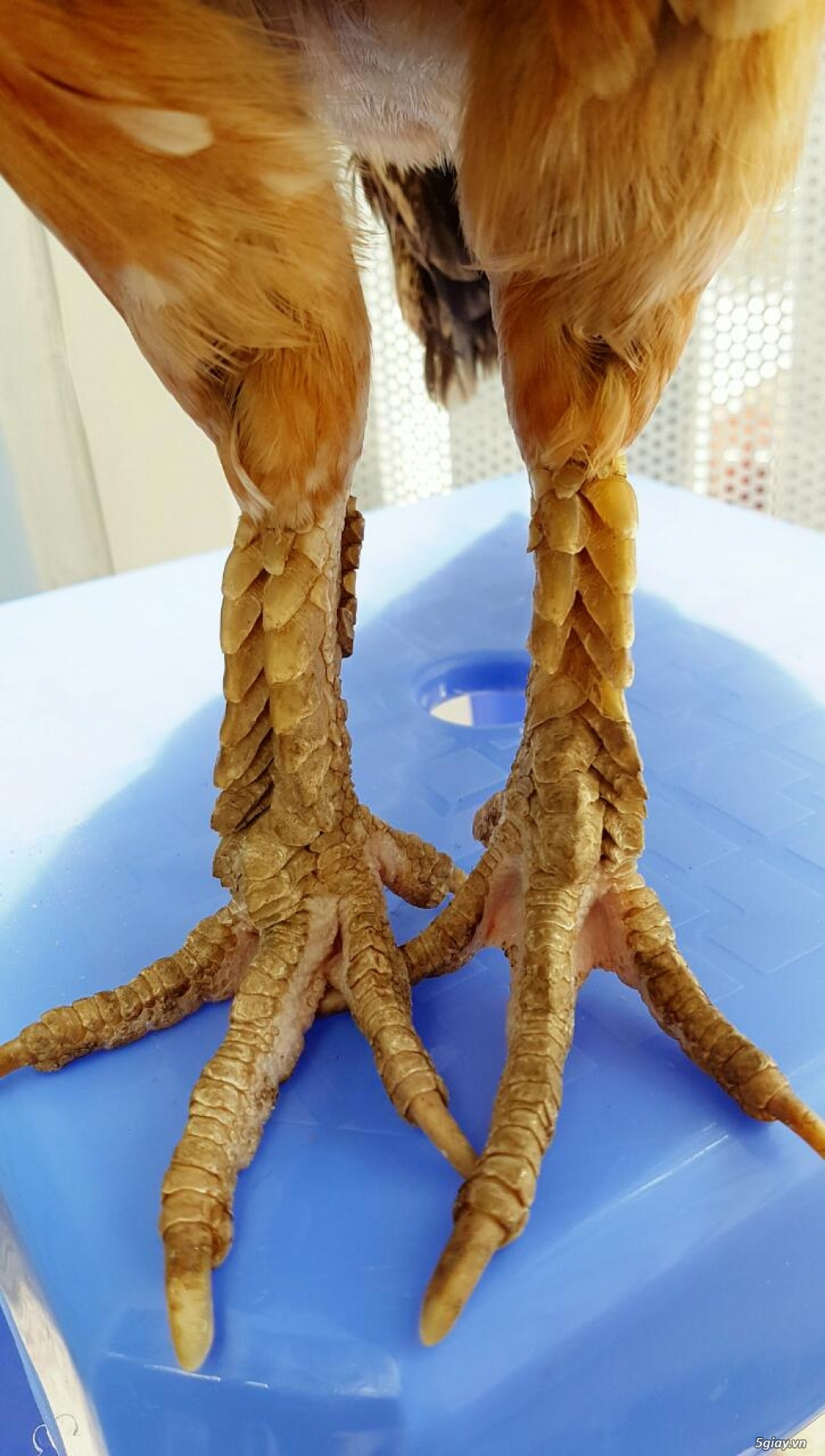 Đối với gà vảy rồng, chân gà càng có nhiều lớp vảy thì lại càng quý và có giá trị càng cao. Ảnh rubin.